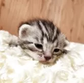 アメリカンショートヘア【奈良県・男の子・2025年11月24日・シルバータビー】の写真3