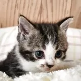 スコティッシュストレート【奈良県・女の子・2025年9月18日・ブラウンタビー&ホワイト】の写真4