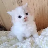 スコティッシュストレート【奈良県・男の子・2025年2月18日・クリーム&ホワイト】の写真4