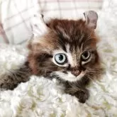 キンカロー【奈良県・男の子・2025年8月19日・ブラウンタビー&ホワイト】の写真4