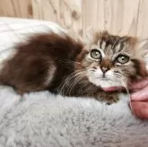 キンカロー【奈良県・女の子・2025年8月19日・ブラウンタビー&ホワイト】の写真4