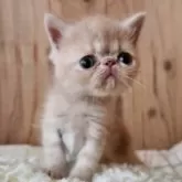 エキゾチックショートヘア【奈良県・男の子・2025年8月21日・クリームタビー】の写真4