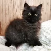 エキゾチックショートヘア【奈良県・男の子・2025年8月6日・ブラックスモーク】の写真4