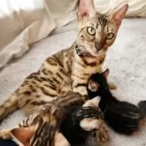 ベンガル【奈良県・女の子・2025年8月11日・ブラウンスポテッドタビー】の写真4