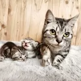 アメリカンショートヘア【奈良県・男の子・2025年11月24日・シルバータビー】の写真4