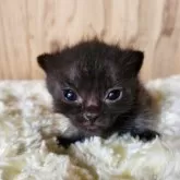 マンチカン(短足)【奈良県・男の子・2025年5月23日・ブラックスモーク】の写真4