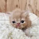 エキゾチックショートヘア【奈良県・男の子・2025年8月21日・クリームタビー】の写真4