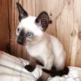 シャム(サイアミーズ)【奈良県・女の子・2025年9月15日・シールポイント】の写真4