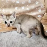 シンガプーラ【奈良県・女の子・2025年9月26日・セピアアグーティ】の写真4