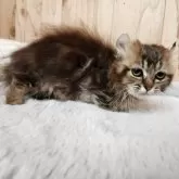 キンカロー【奈良県・女の子・2025年8月19日・ブラウンタビー&ホワイト】の写真5