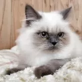 ヒマラヤン【奈良県・男の子・2025年7月28日・ブルーポイント】の写真5