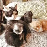 マンチカン(長足)【奈良県・男の子・2025年10月28日・ブラック&ホワイト】の写真5