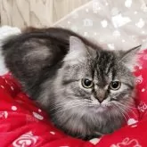 ペルシャ【奈良県・女の子・2024年11月19日・ブラウンタビー】の写真5