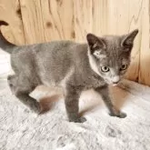 ロシアンブルー【奈良県・男の子・2025年8月22日・ブルー】の写真5