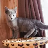 ロシアンブルー【奈良県・男の子・2025年9月10日・ブルー】の写真4