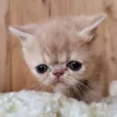 エキゾチックショートヘア【奈良県・男の子・2025年8月21日・クリームタビー】の写真5