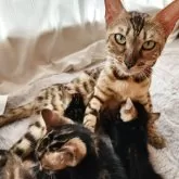 ベンガル【奈良県・女の子・2025年8月11日・ブラウンスポテッドタビー】の写真5