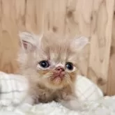 エキゾチックショートヘア【奈良県・男の子・2025年8月21日・クリームタビー】の写真5