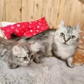 キンカロー【奈良県・女の子・2025年8月9日・シルバータビー】の写真5