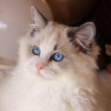 ラグドール【三重県・男の子・2025年6月30日・ブルーポイントバイカラー】の写真「とっても食いしん坊で脱力系の男の子🌿」