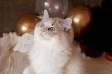 ラグドール【三重県・男の子・2025年6月30日・シールリンクスポイントバイカラー】の写真5