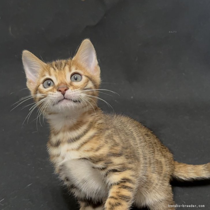 T.K 様のお迎えした子猫