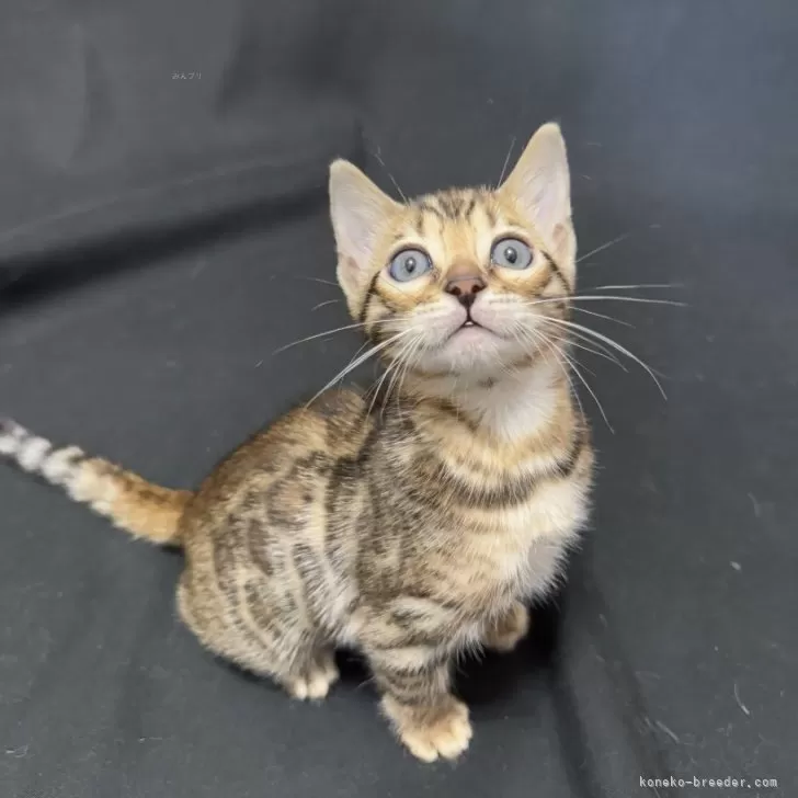 ID:2412-00860の子猫