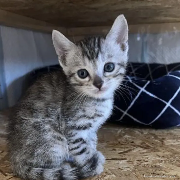 ID：2210-01965の子猫