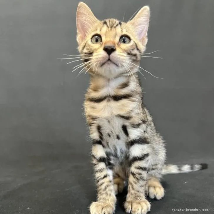 ID：2206-02483の子猫