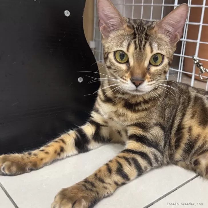 ID：2406-01637の子猫