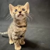 ベンガル