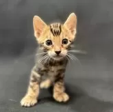 ベンガル