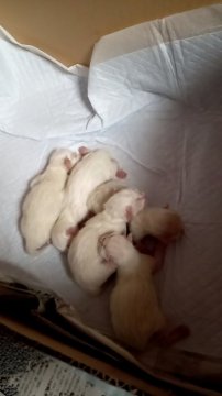 青森県の猫のブリーダー キャッテリーのブログ特集 みんなのペットライフ