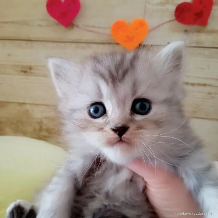ID:2302-01000の子猫