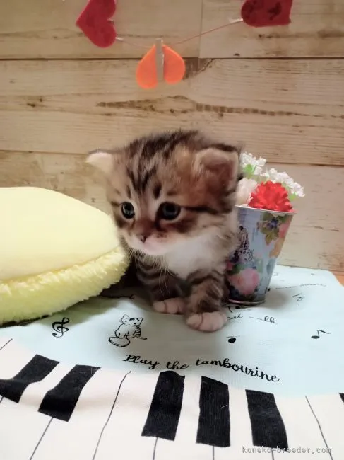 ID:2204-03016の子猫