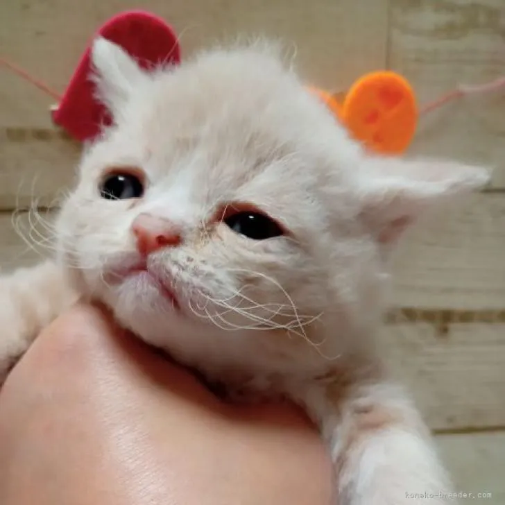ID：2211-02081の子猫
