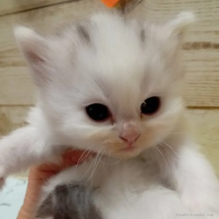ID:2306-01238の子猫