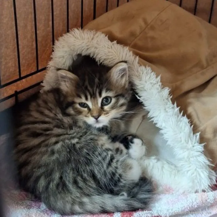 ID：2311-00332の子猫