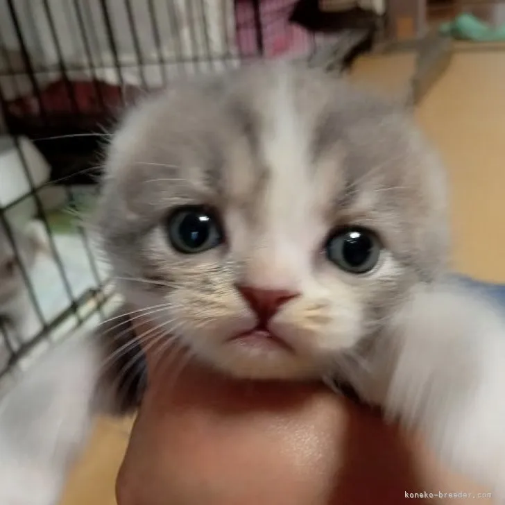 ID：2307-01285の子猫