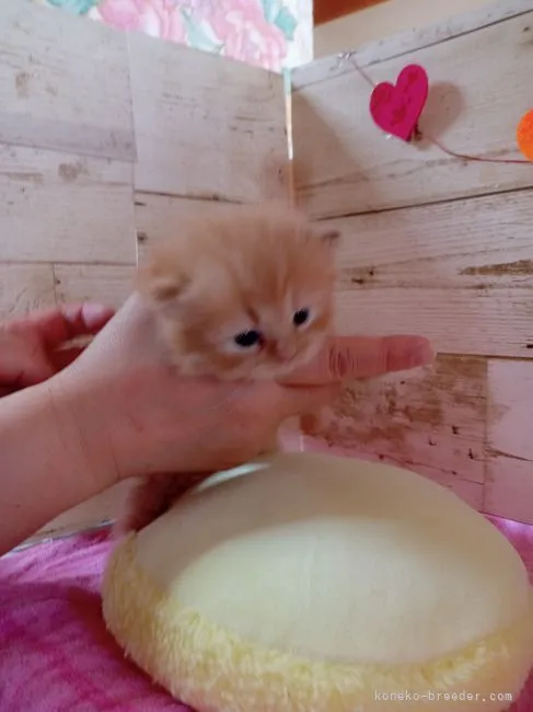 ID：2203-00598の子猫