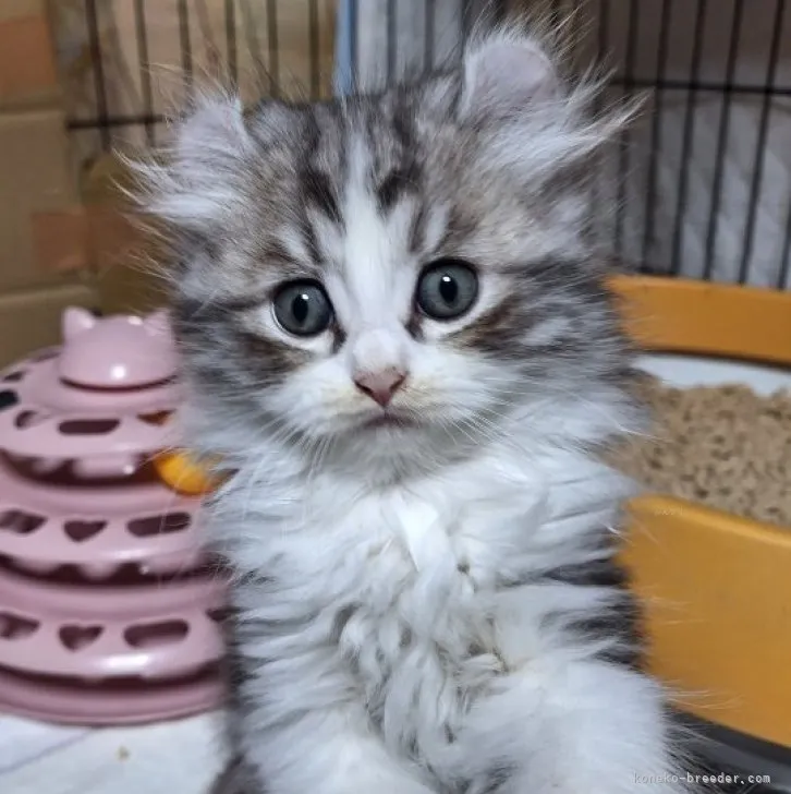 ID：2309-02968の子猫