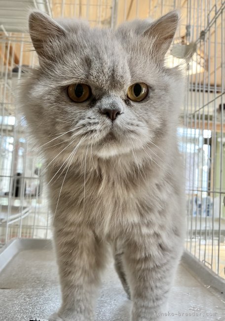 ブリティッシュロングヘア【・男の子・2023年11月30日・ライラック】