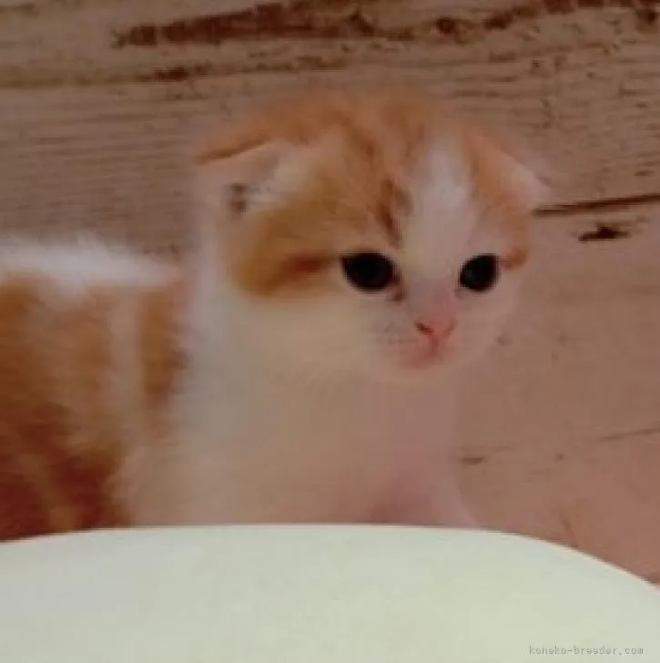 ID：2209-00444の子猫