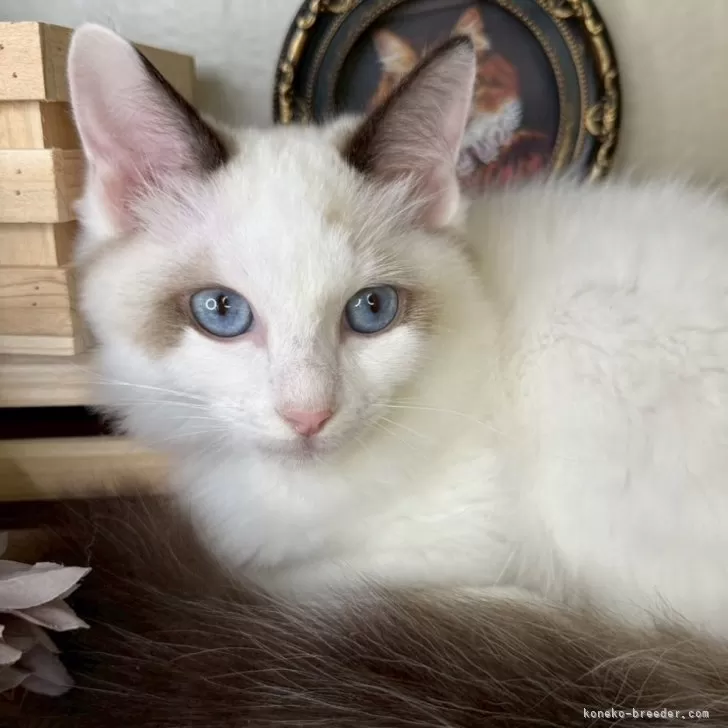 ID：2508-02128の子猫