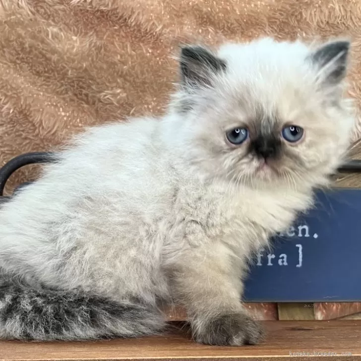 ID:2506-00042の子猫