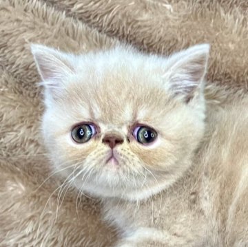 エキゾチックショートヘア【青森県・男の子・2025年4月1日・クリームタビー】の写真「正統派なお顔立ち💕」