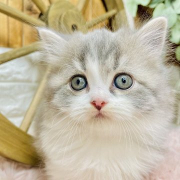 スコティッシュフォールド(立ち耳)【青森県・男の子・2025年9月25日・ブルータビー&ホワイト】の写真「マイペースくん🐑💭」