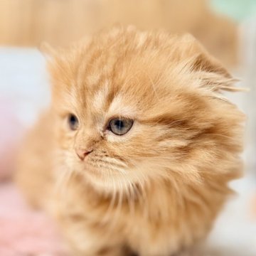 マンチカン(短足)【青森県・女の子・2025年10月18日・レッドタビー】の写真「控えめおっとりな女の子🍓💞」