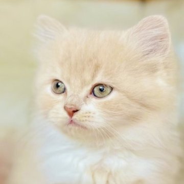 スコティッシュフォールド(立ち耳)【青森県・男の子・2025年9月25日・クリームタビー&ホワイト】の写真「ママっ子な甘えん坊くん🐣🧡」