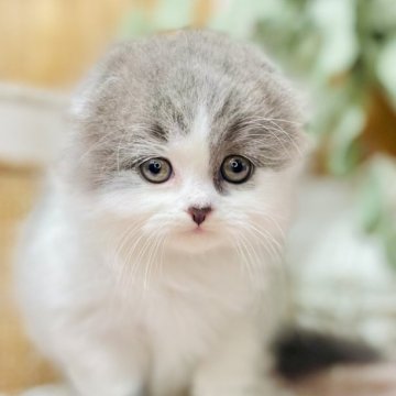 スコティッシュフォールド(折れ耳)【青森県・男の子・2025年9月25日・ブルータビー&ホワイトバン】の写真「甘えん坊な男の子🐻‍❄️🩶」